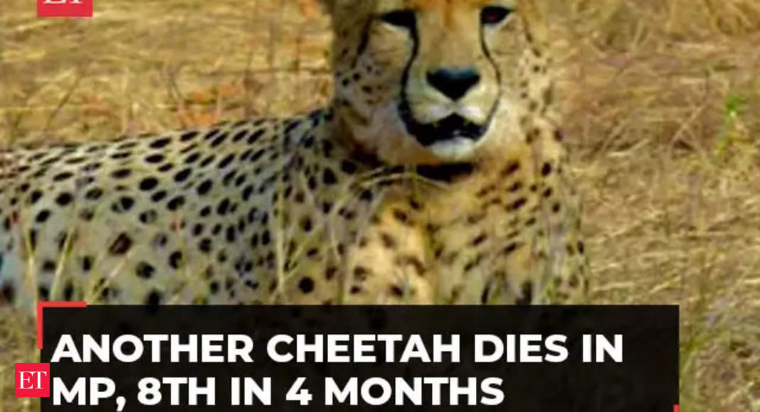 Cheetah Suraj Passes Away at Kuno National Park – Eighth Fatality in Four Months