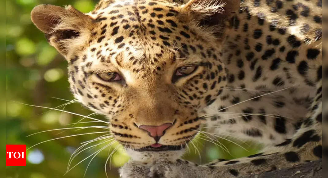 Tribal Girl Dies 15 Days After Leopard Attack