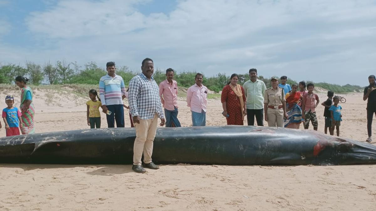 Andhra Pradesh: Carcass of blue whale washes ashore at Meghavaram beach in Srikakulam district