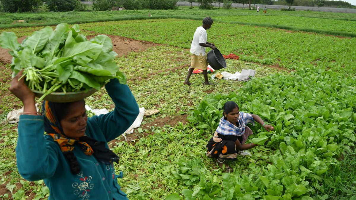 ICRISAT’s World Vegetable Centre Helping Farmers in Crop Diversification