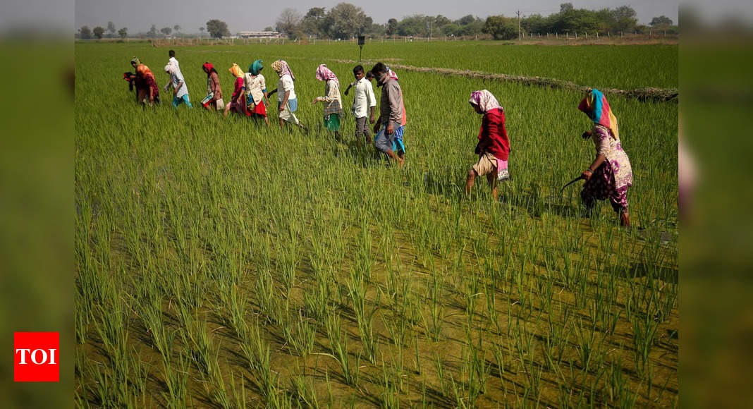 Rice to Cotton: Rising Costs Have Made Farming Less Profitable