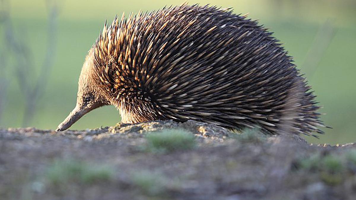 They Sense Electric Fields, Tolerate Snow, and Have Mating Trains: 4 Reasons Echidnas Are Remarkable