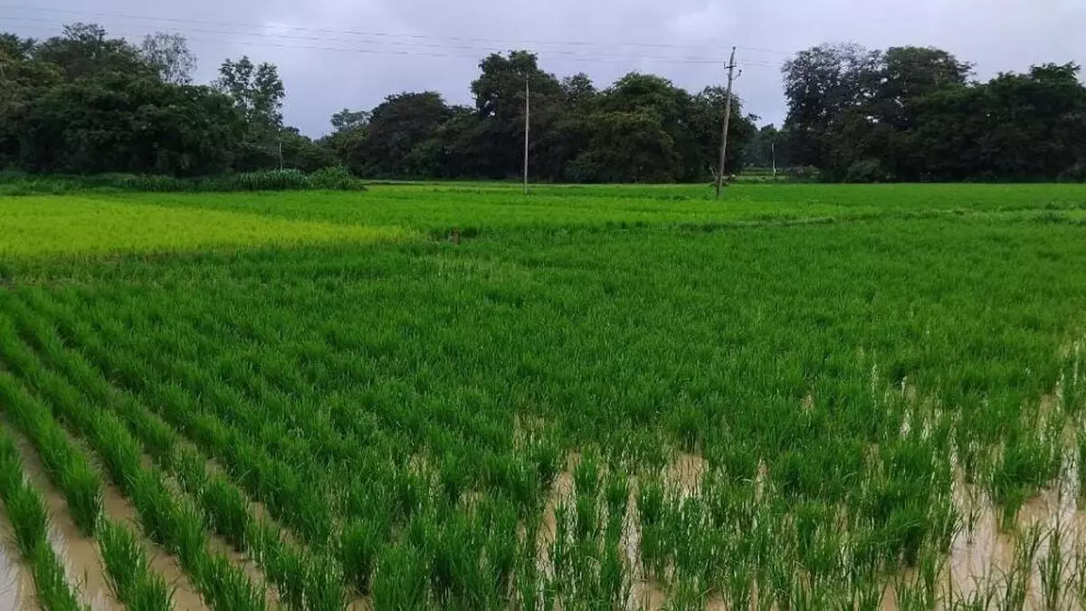 Rainfall Deficit in Karnataka to be Assessed for Crop Loss