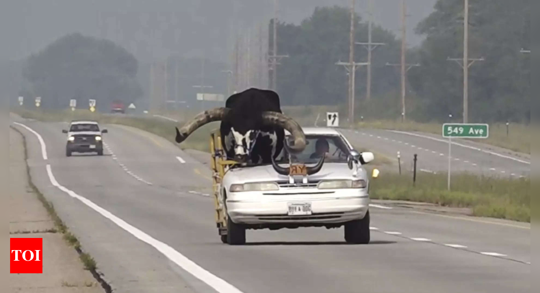 Police Stop Nebraska Man for Driving with Huge Bull in Passenger Seat