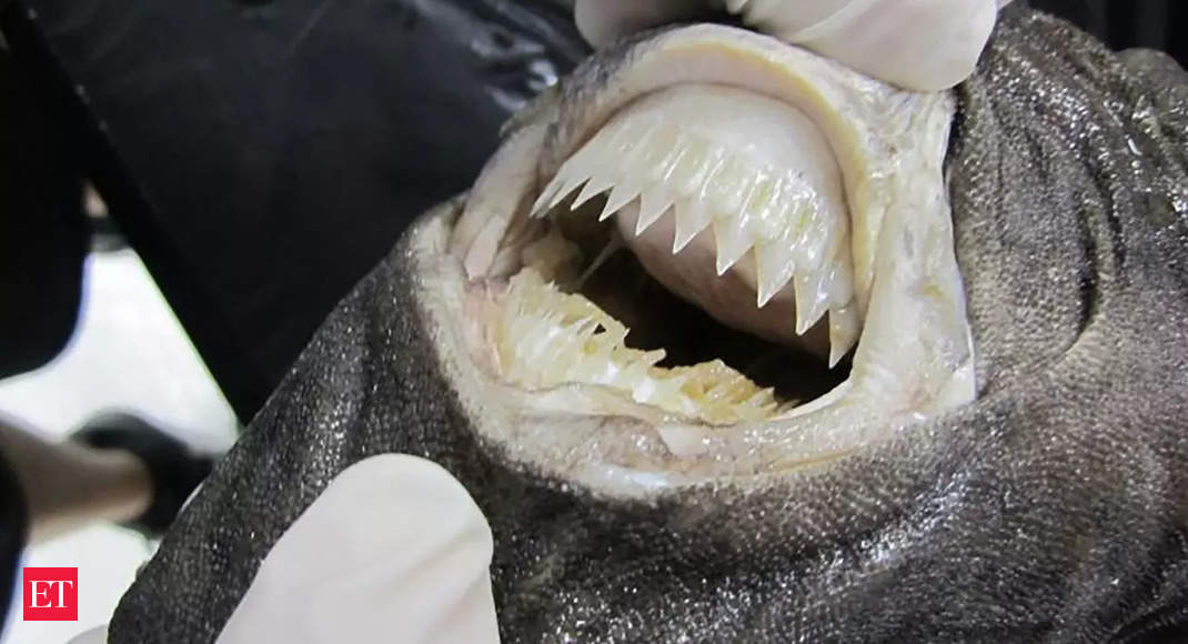 Who are cookiecutter sharks, who attacked and sank catamaran off Australia?