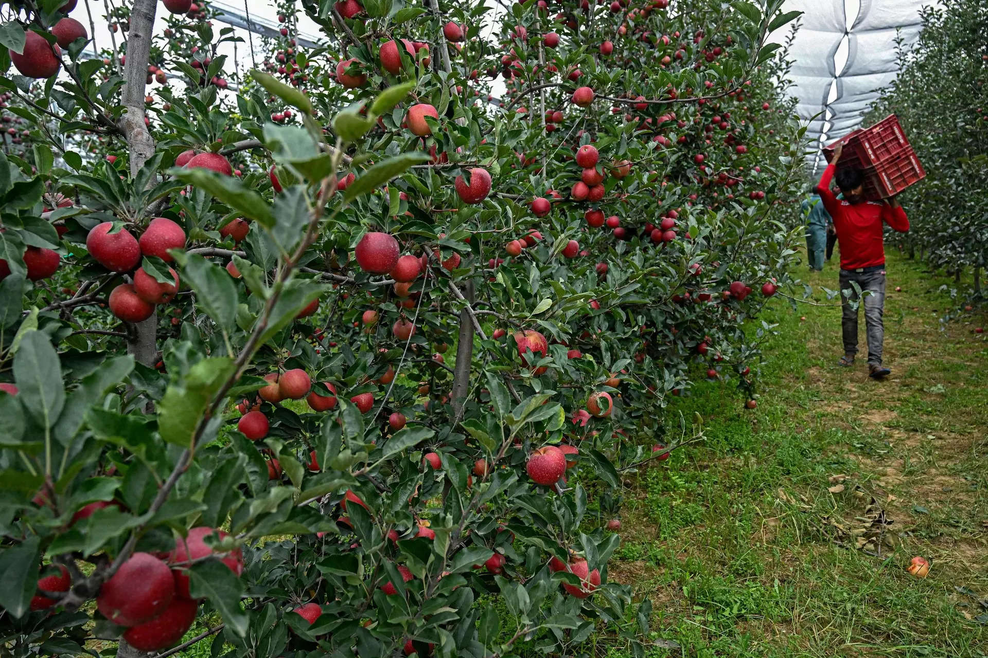 Kashmiri Apple Growers Urge Indian Government to Reconsider Removal of Additional Duties on American Products