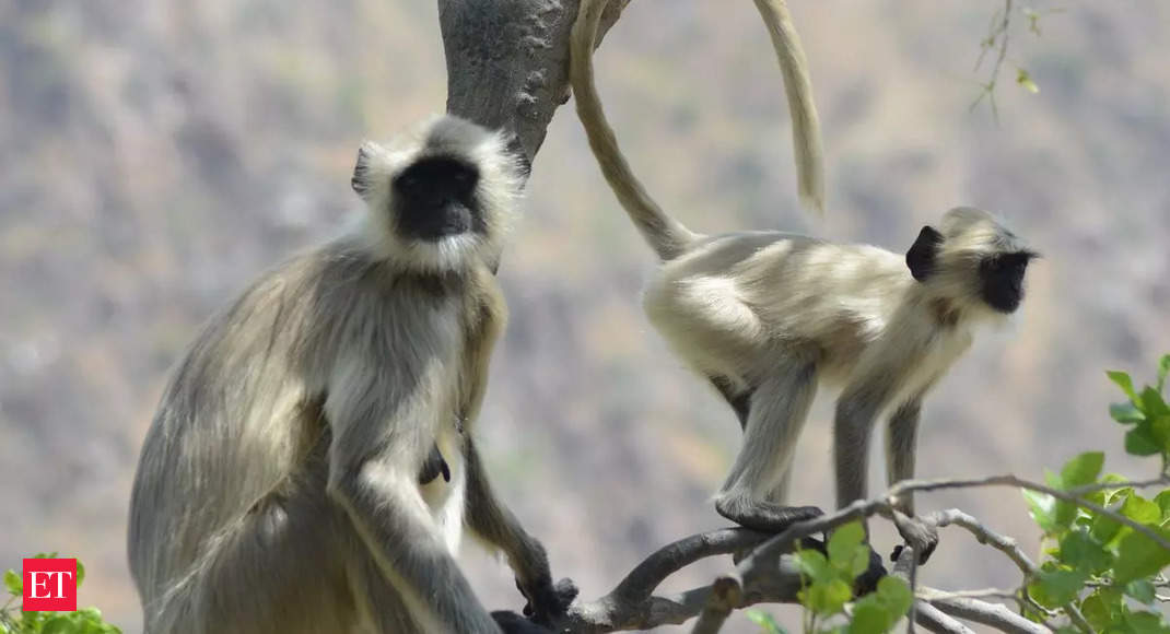 Hanuman Langurs: Masters of Communication for Food