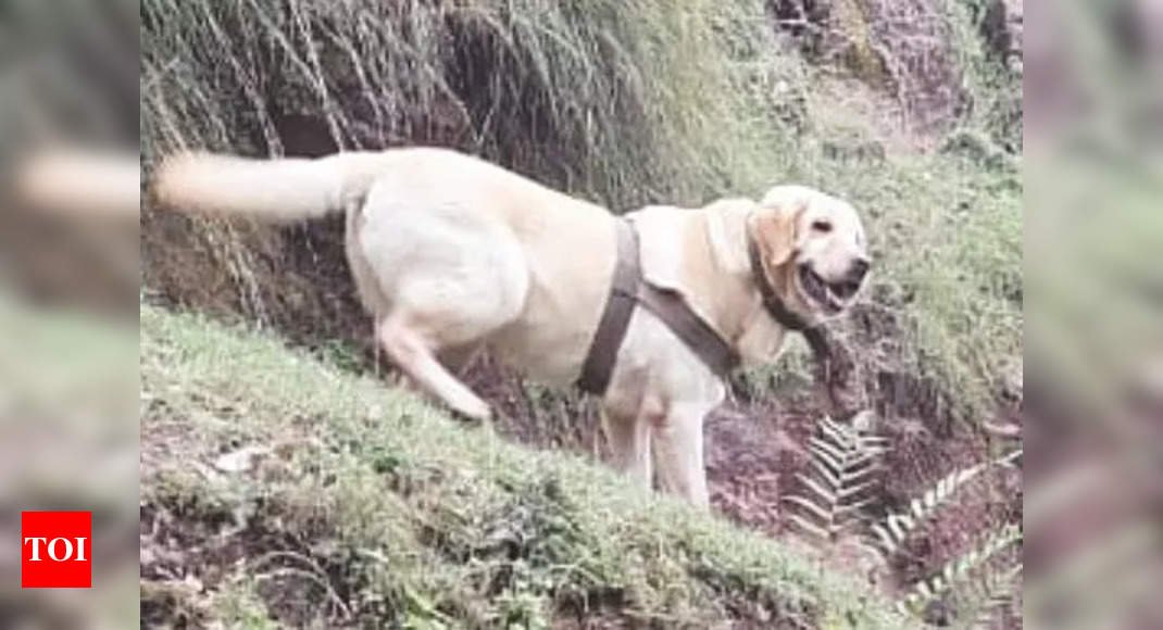 Heroic Labrador Kent Makes Supreme Sacrifice While Defending Army Handler in J&K Encounter