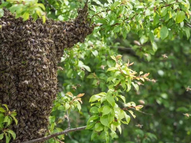 Swarm of Bees Kill Man in Kentucky: Here’s How to Avoid Being Stung by Bees and More