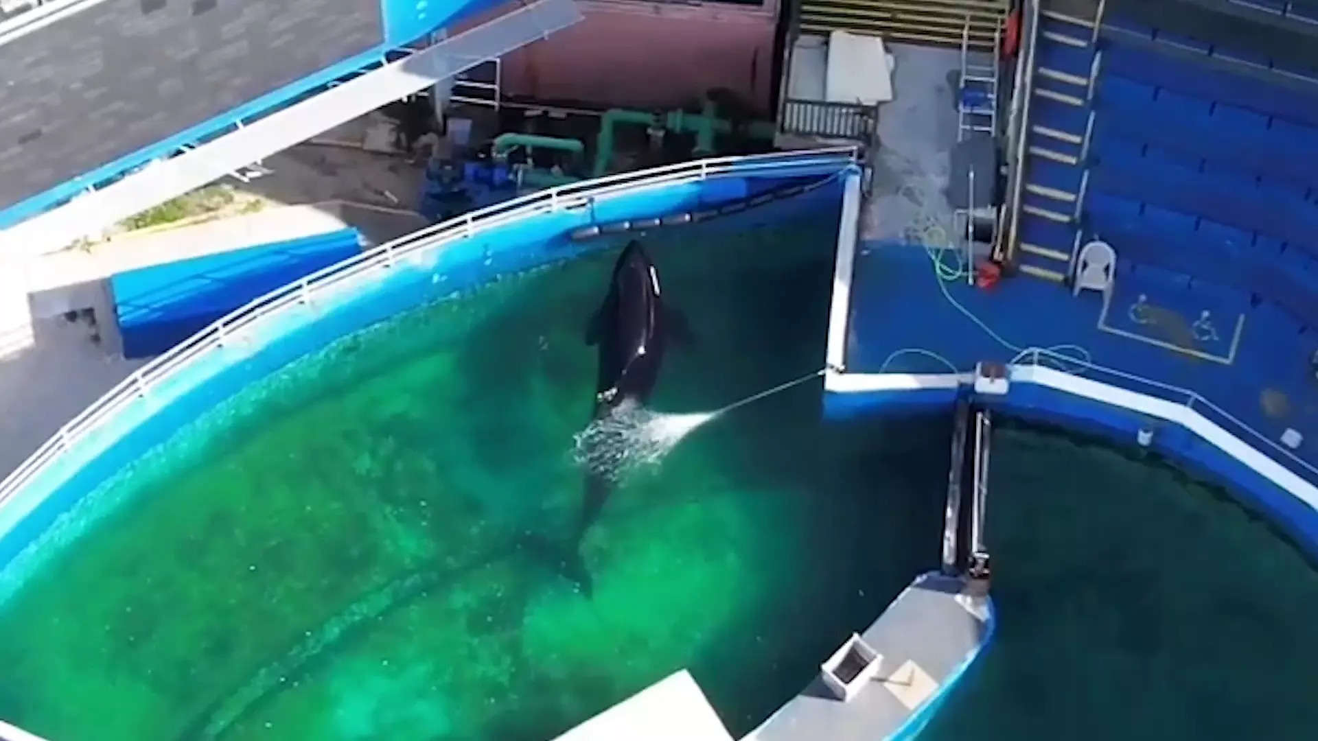 Lolita the Orca’s Companion Dolphin Sent from Miami Seaquarium to Sea World: Animal Rights Groups Criticize