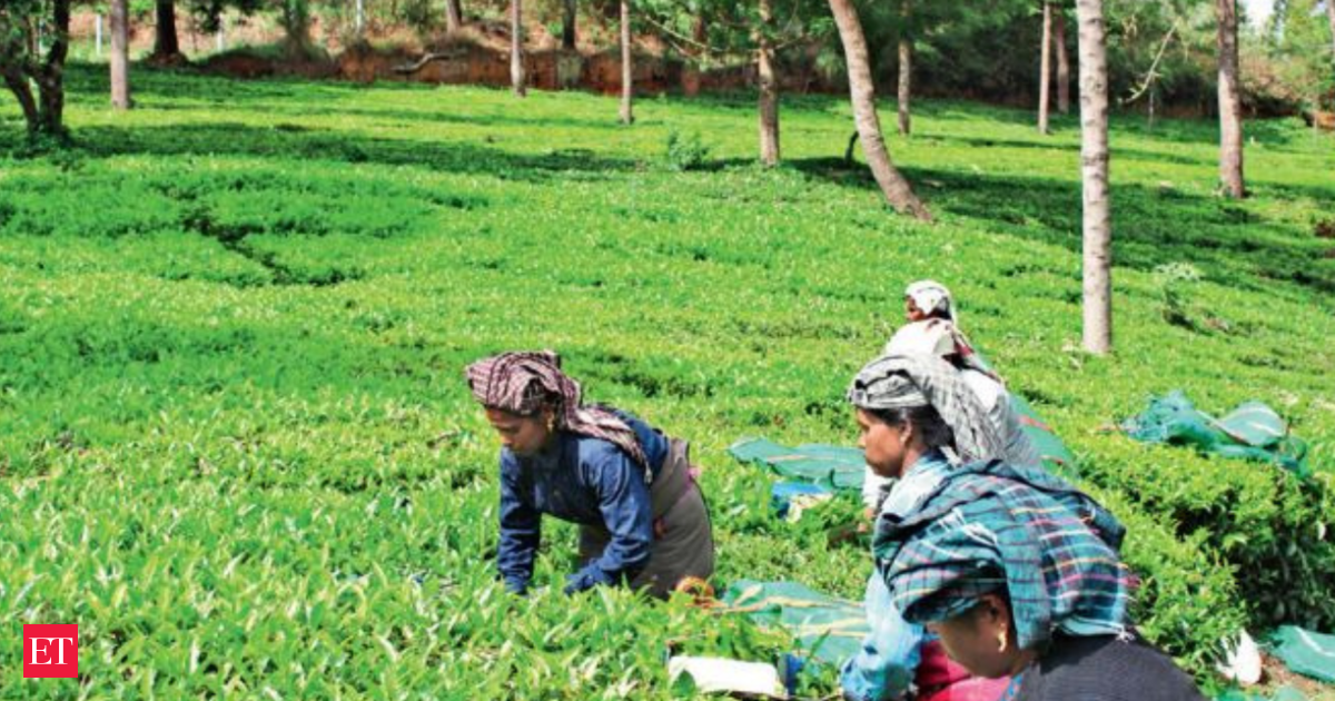 Small Tea Growers Seek Cooperation and Support from Organized Sectors and Government