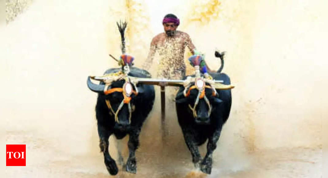 Kambala buffaloes from Dakshina Kannada to travel to Bengaluru