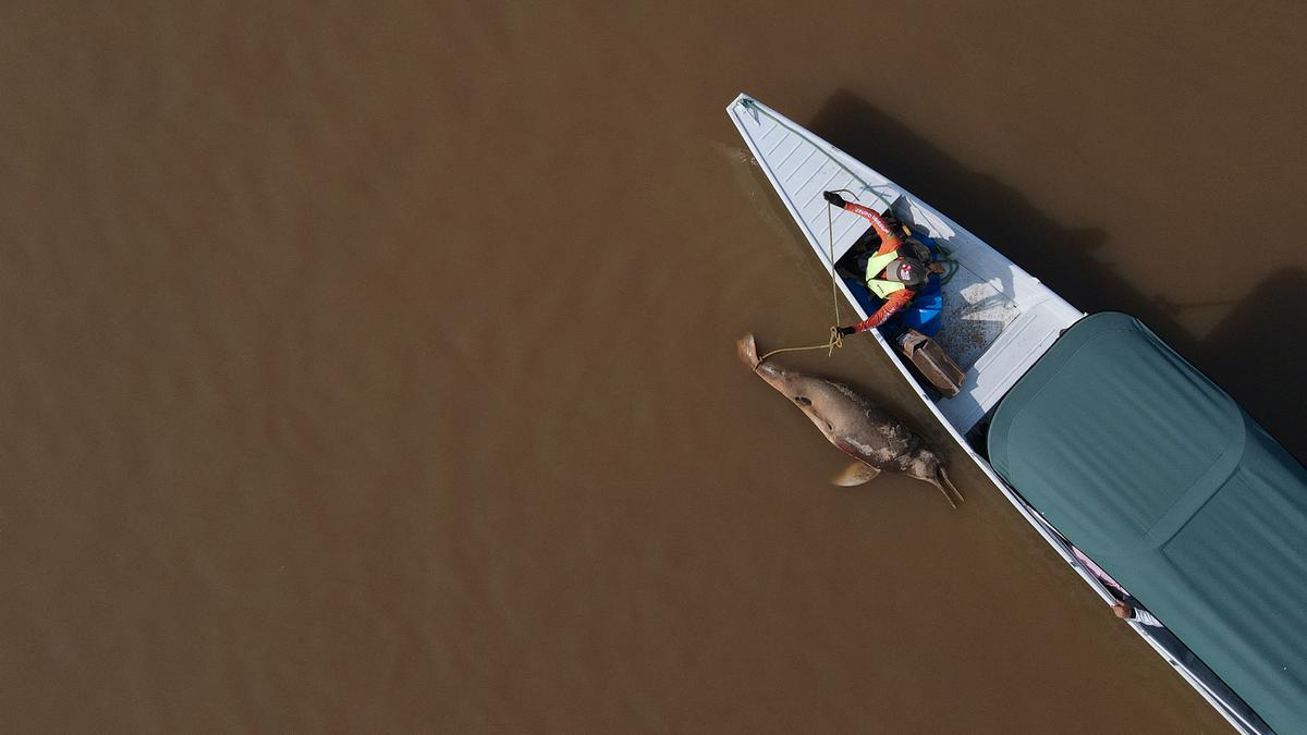 More than 100 dolphins found dead in Brazilian Amazon as water temperatures soar