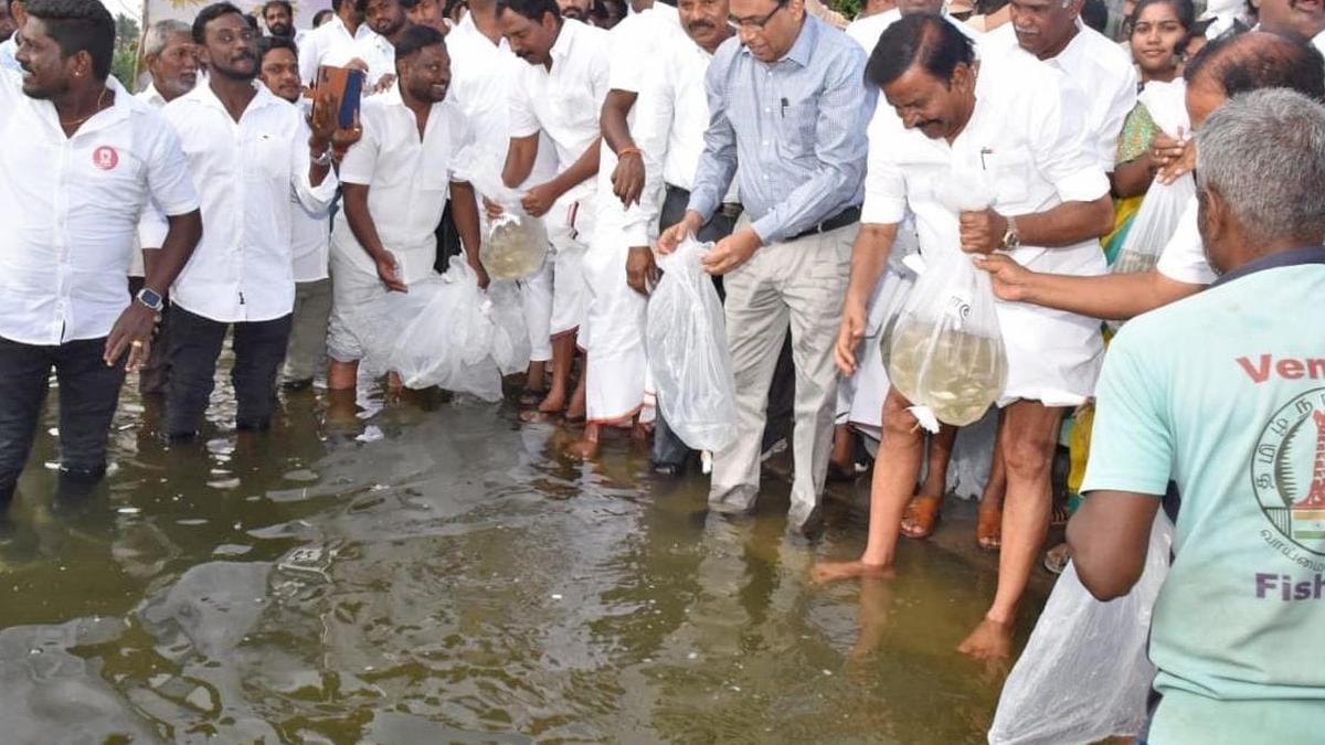 One lakh fingerlings released into Cauvery River in Salem