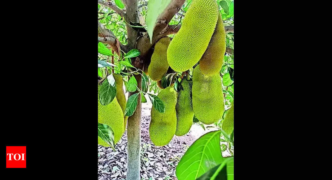 Uprooted Jackfruit Tree from Bengaluru Brought Back in New Avatar