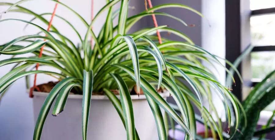 Tips to make your spider plant bushier and more beautiful