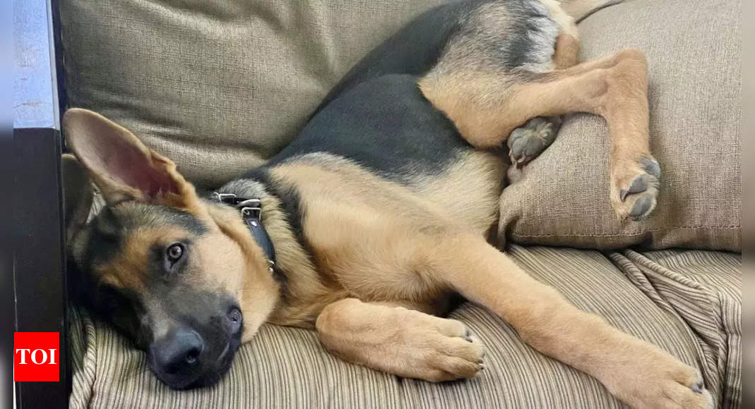 Stray Dog Mourns Death of Biker and is Adopted by Bereaved Family