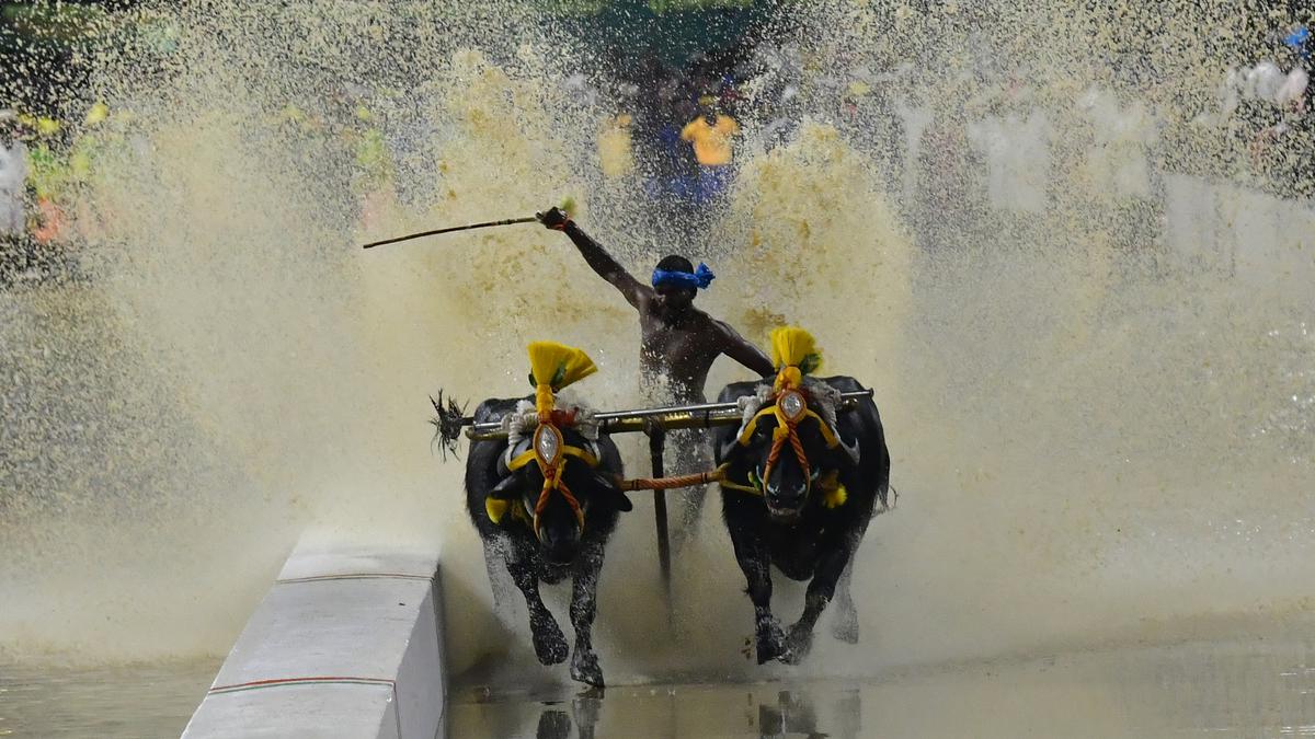 Bengaluru Kambala Makes a Splash