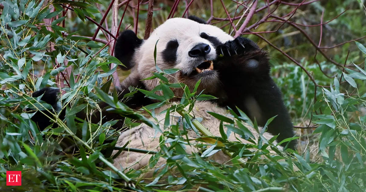 Britain’s only giant pandas to return to China from Edinburgh Zoo