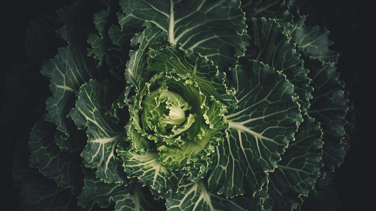 Small DNA Deletion in Plants like Cabbage and Tomato Can Improve Crop Yield