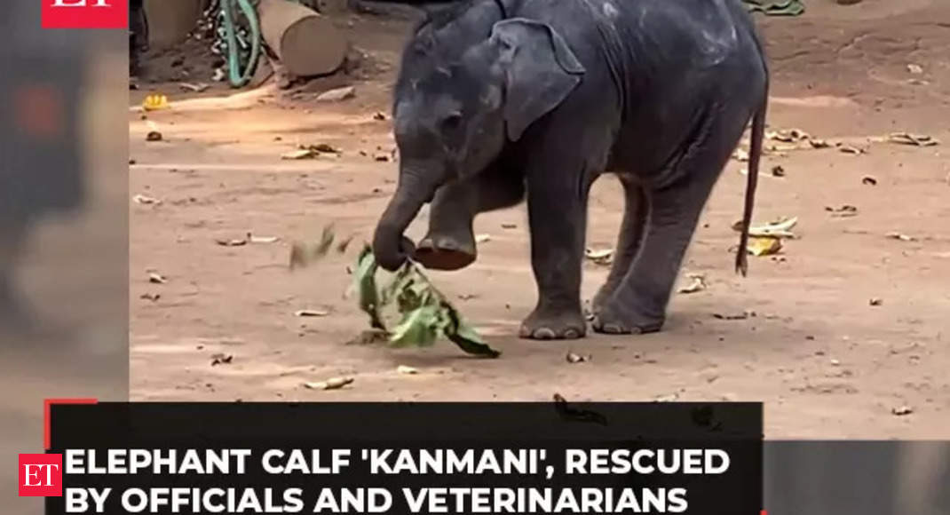 Kerala: Kanmani, an abandoned elephant calf, nursed to health by veterinarians and forest guards