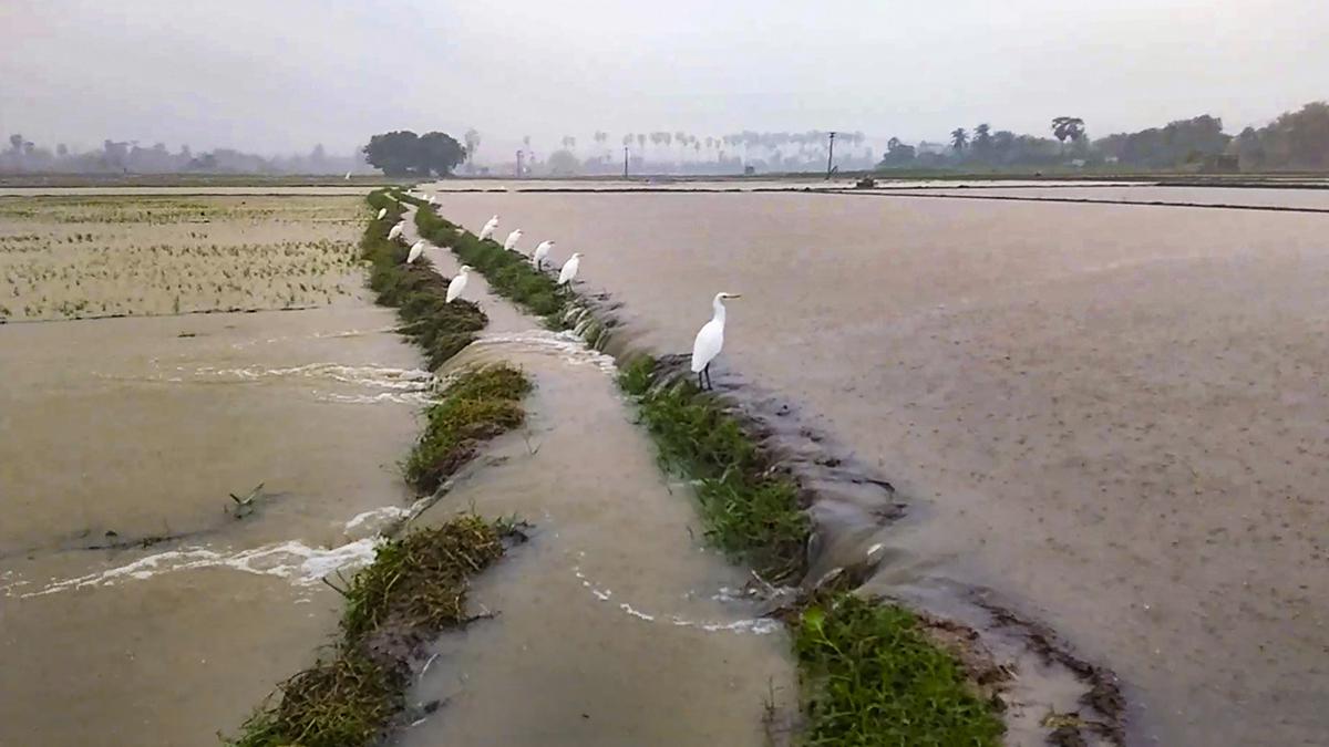 Torrential Rains Cause Flooding in Southern Districts of Tamil Nadu