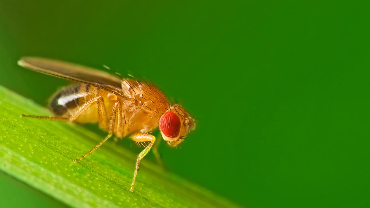 Understanding the Progression of Huntington’s Disease: Insights from Fruit Flies