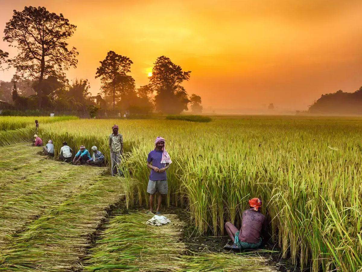 Govt Hopeful of Bountiful Harvest Amid Food Inflation Headwinds