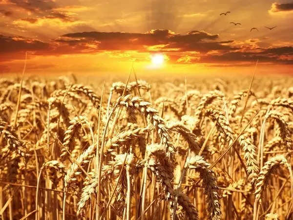 China’s Annual Grain Output Exceeds 1.39 Trillion Kilogrammes