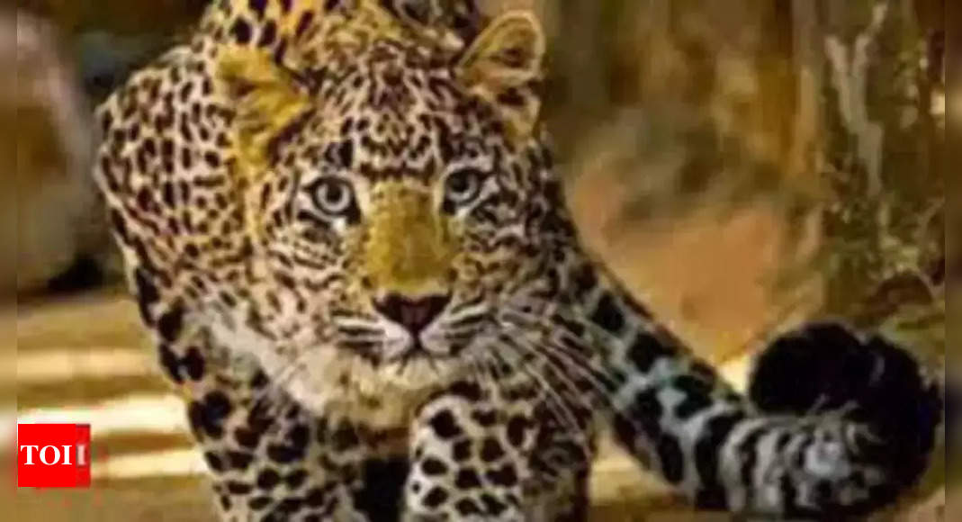 Leopard Enters Residential Area in Pune, Rescued Five Hours Later