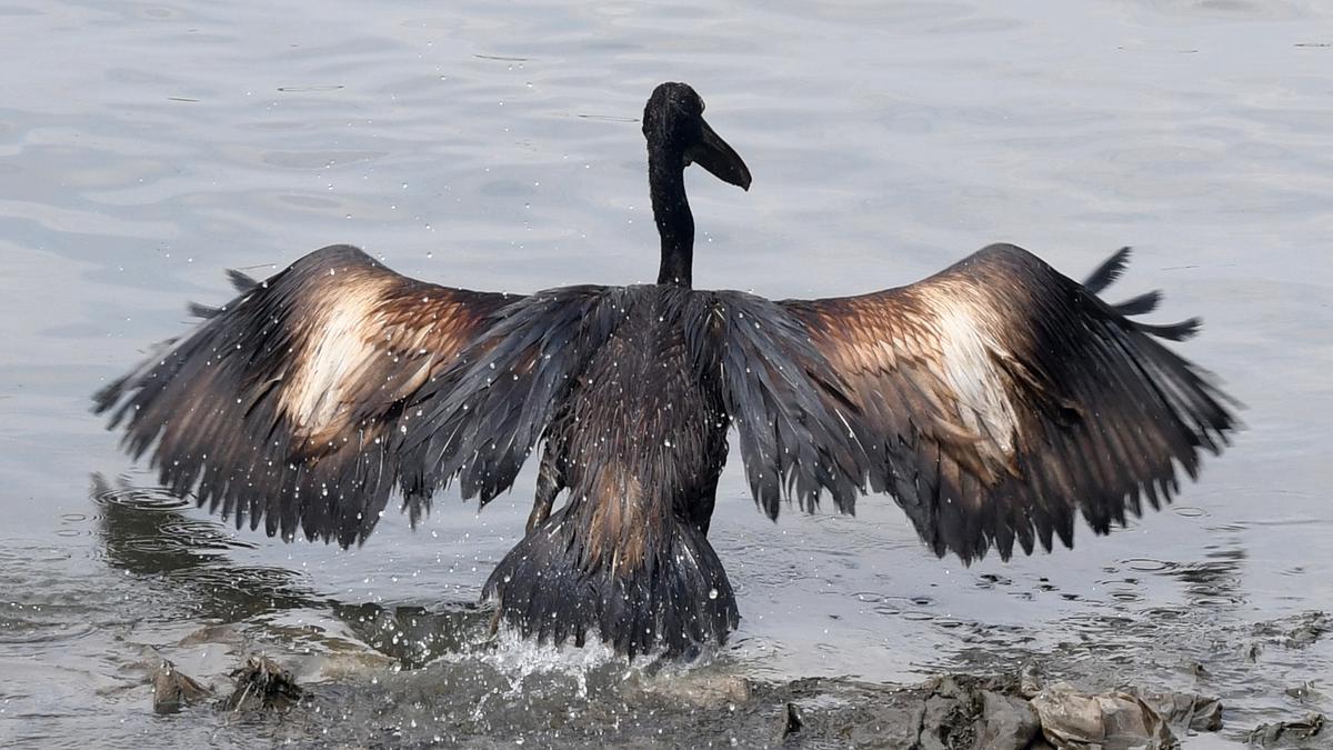 Oil spill in Chennai’s Ennore affects migratory birds and wildlife