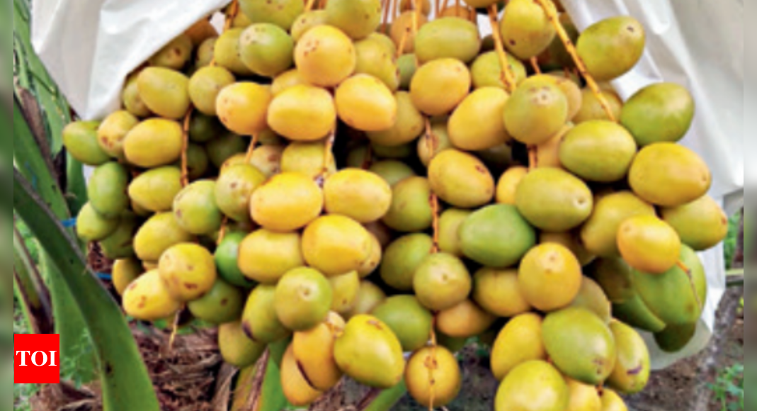 Kutch Dates Receive GI Tag to Boost Branding and Export Value