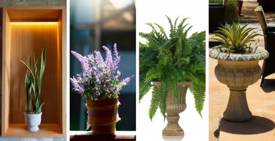 10 Plants Best for Home Entrance