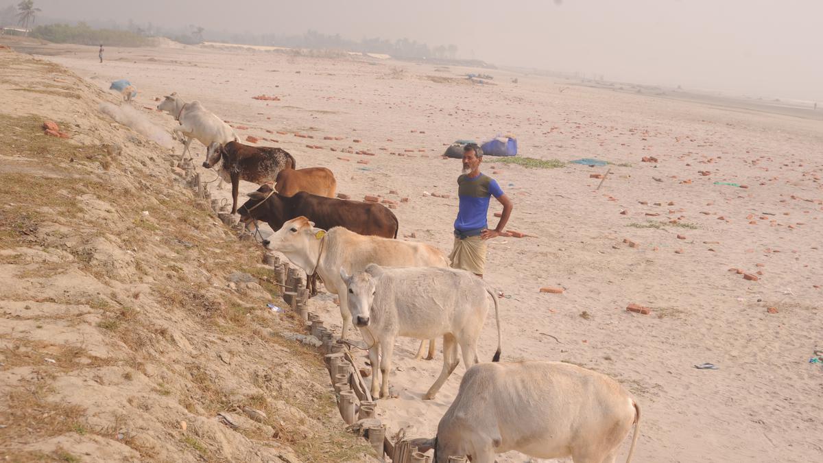 Rising Sea and Erosion Jeopardize Ganga Sagar Mela