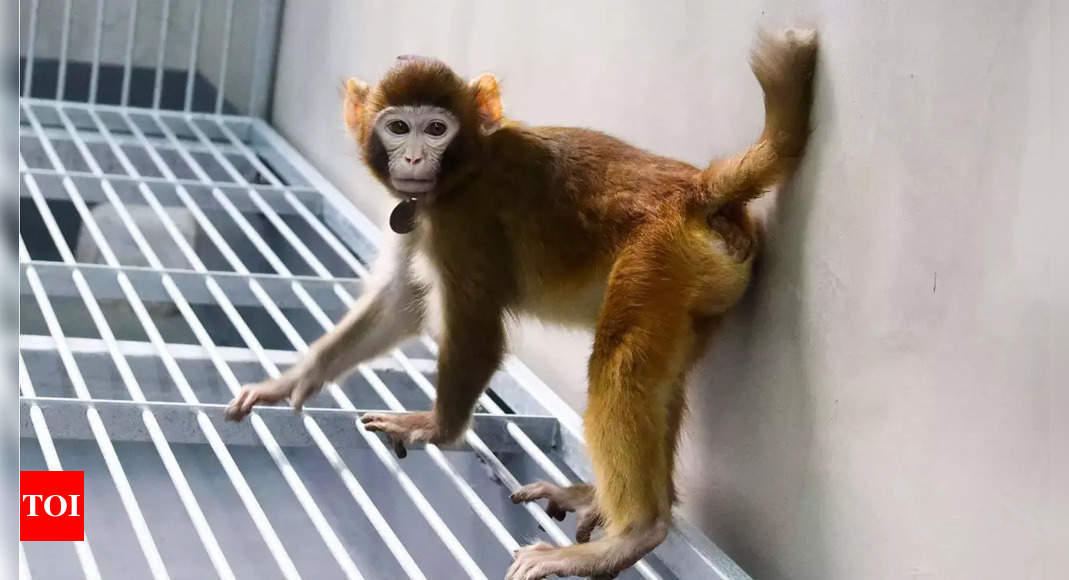 Cloned Rhesus Monkey Shows Progress in Gene Technology