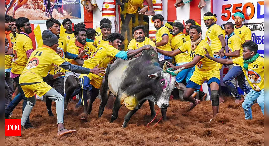 Jallikattu Claims Three Lives, Including Minor Spectator