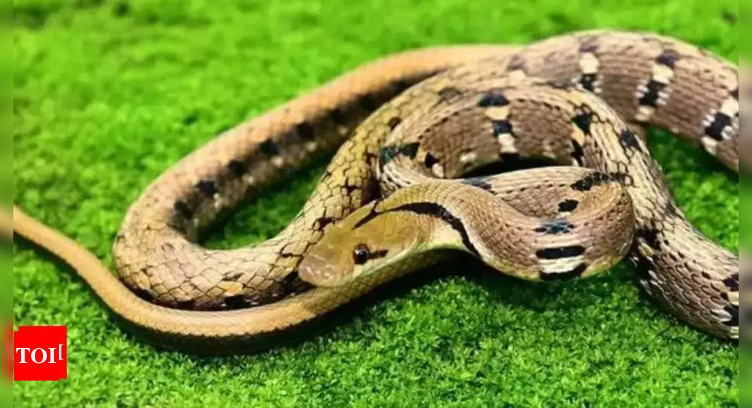 Farmer Takes Poisonous Snake to Hospital After Getting Bitten