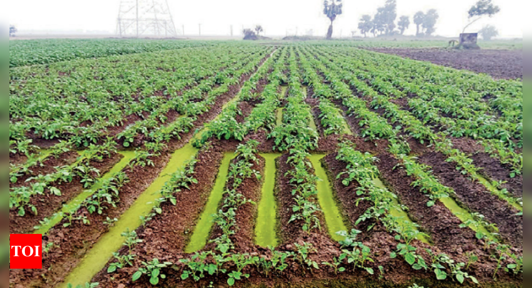 Winter Rain Deals Blow to Crops, Potato Hit Hardest