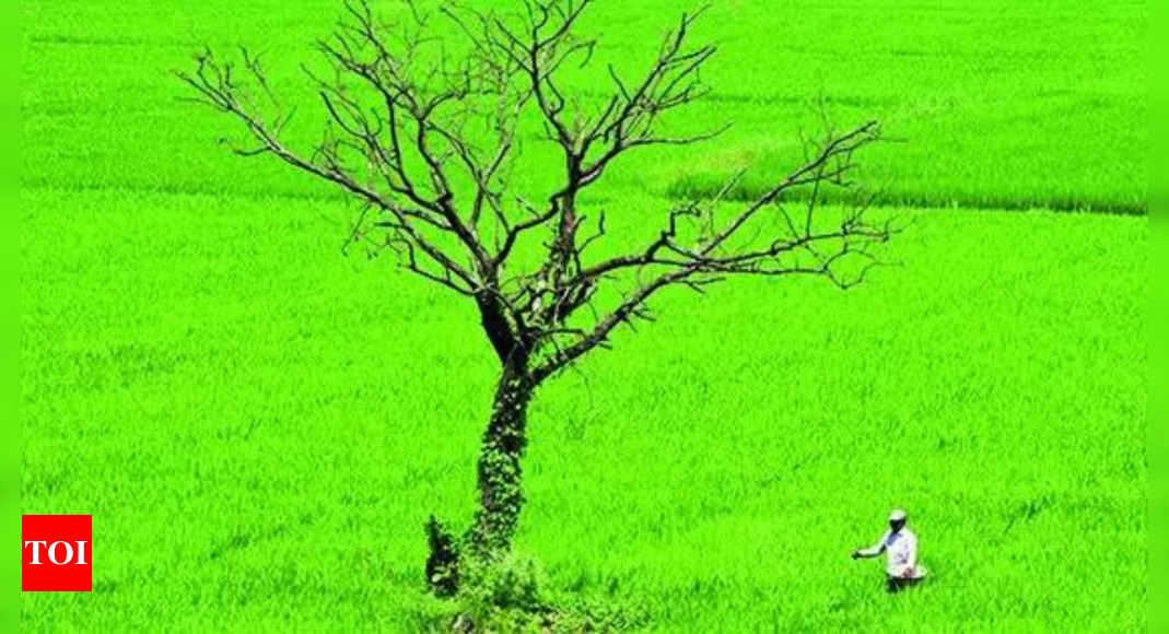 Decline of Dehraduni Basmati Rice Cultivation in Uttarakhand