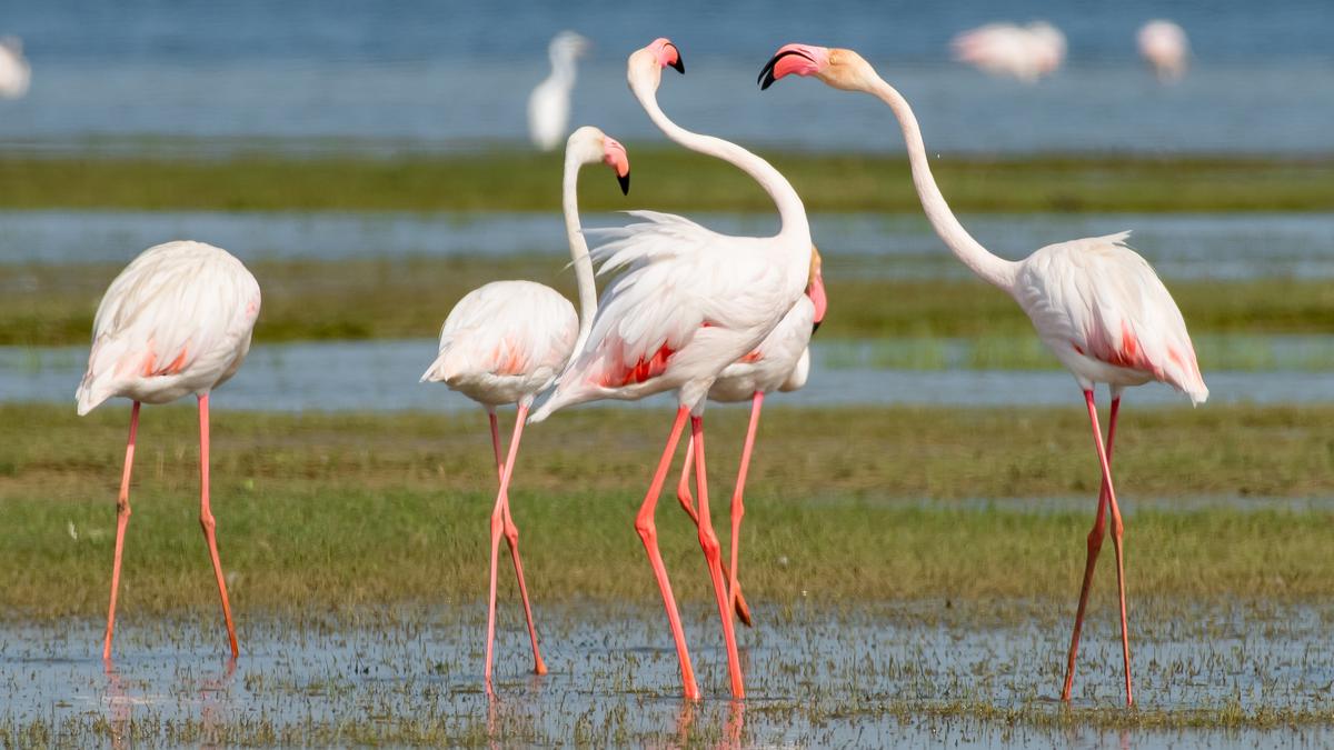 Flamingos spotted in Vijayanarayanam tank during Tamirabharani Waterbird Count