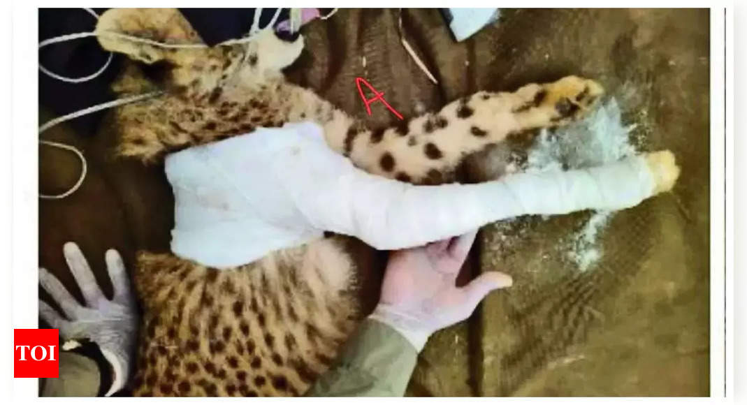 Controversy Over Injured Cheetah Cub Photo on Social Media in Kuno National Park