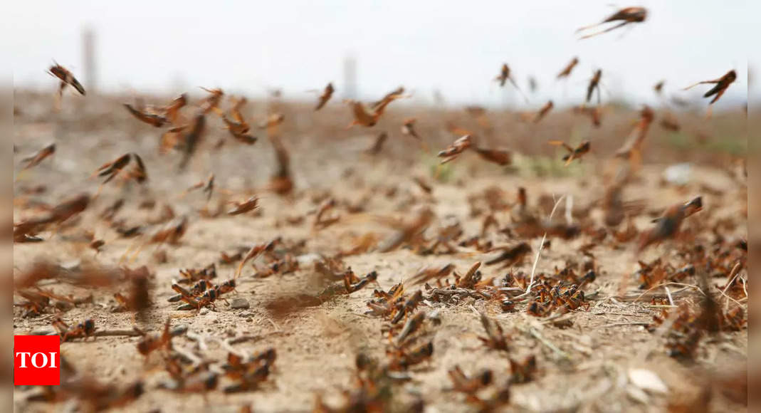 How Climate Change Could Worsen Locust Outbreaks and Threaten Food Security