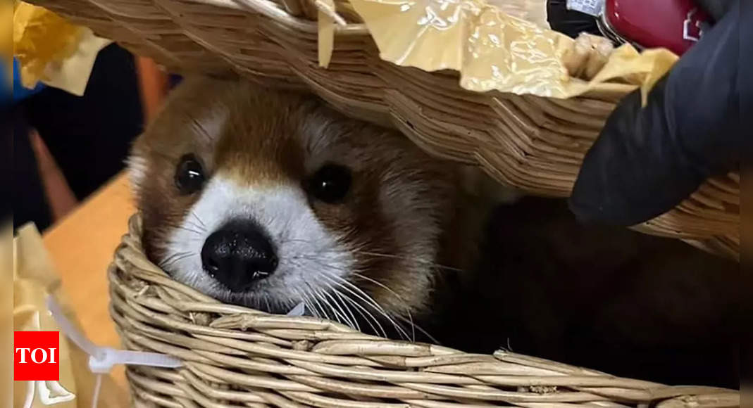 Rare Red Panda and Other Endangered Animals Seized in Airport Smuggling Attempt