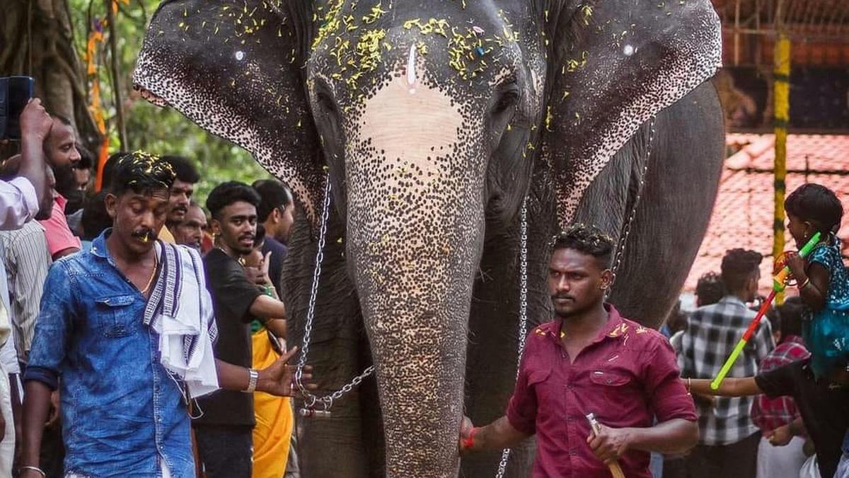 Cow elephants to get the star treatment at this temple festival