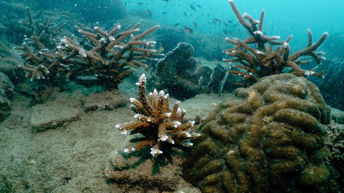 Can Good Sounds Save Coral Islands from Bleaching?