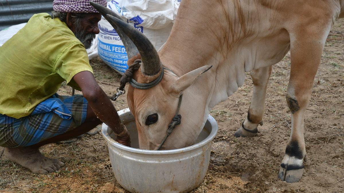 Aavin advises Tamil Nadu dairy farmers to protect milch animals during the summer