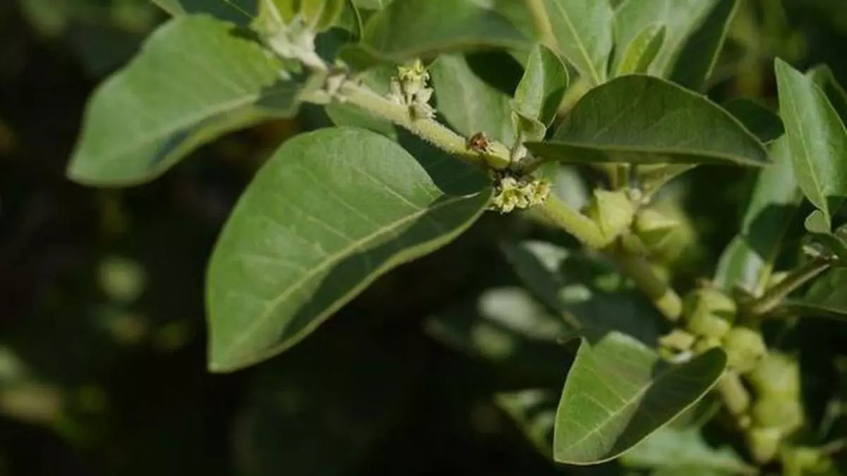 India Becomes Top Producer and Exporter of Ashwagandha