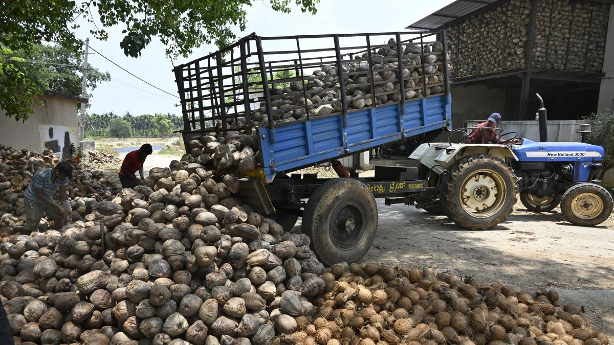 Coconut farmers in Karnataka distressed by drought and falling copra price