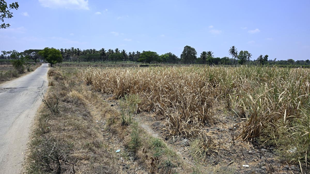 Severe Drought Impacts Lives and Will Influence the Poll in Mandya in South Karnataka