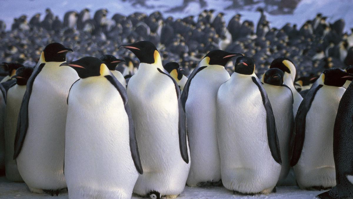 Why Do Penguins Huddle? The Science Behind Their Behavior